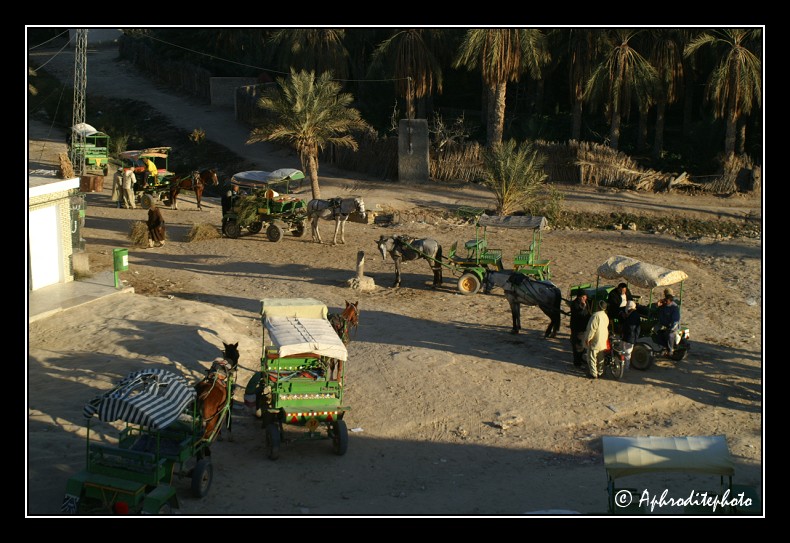 179 Tozeur, Les charettes attendent les touristes